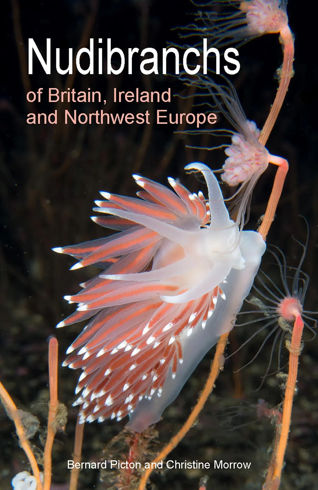 Nudibranchs Of Britain, Ireland And Northwest Europe | Second Edition | Englisch-image